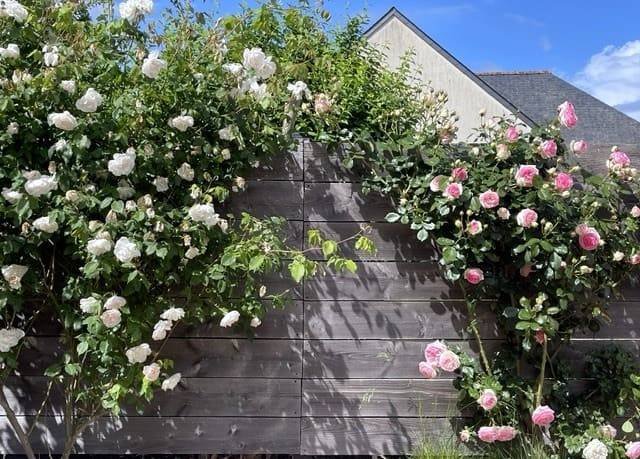 Rosiers Pierre de Ronsard