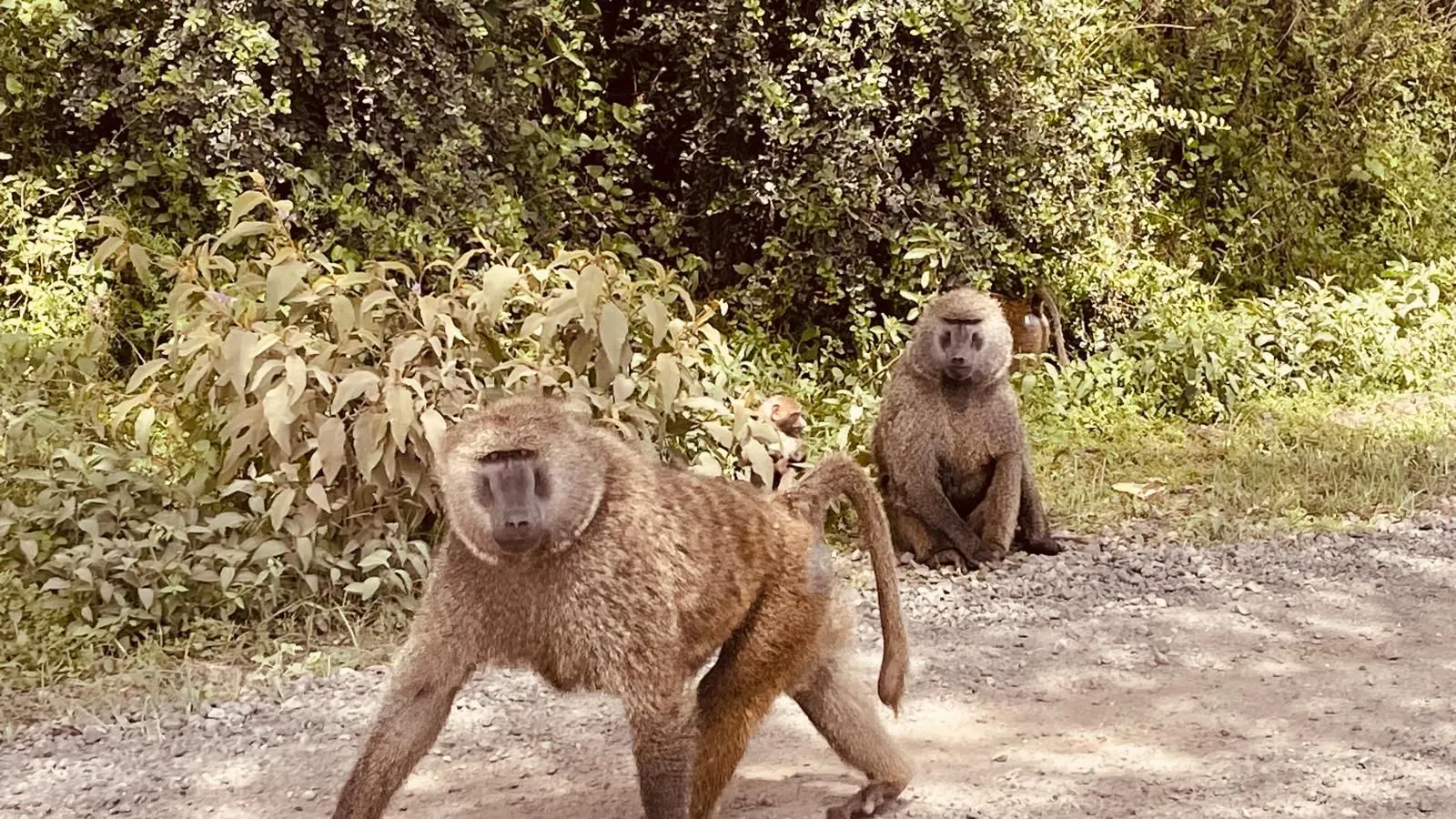 singes refuge de l'arche chateau gontier 53
